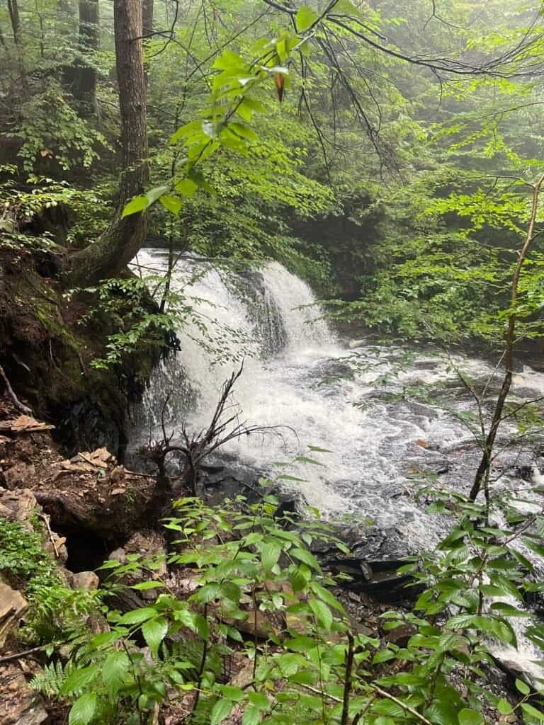 Mohawk Falls along the Falls Trail in Ricketts Glen State Park, where water pours over a mossy rock ledge into a narrow forested ravine.