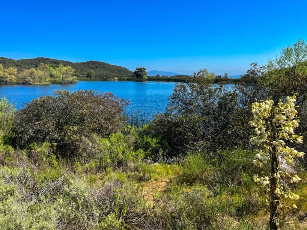 Large pond surrounded by chaparral and spring greenery at Daley Ranch, with calm blue water reflecting the clear sky.