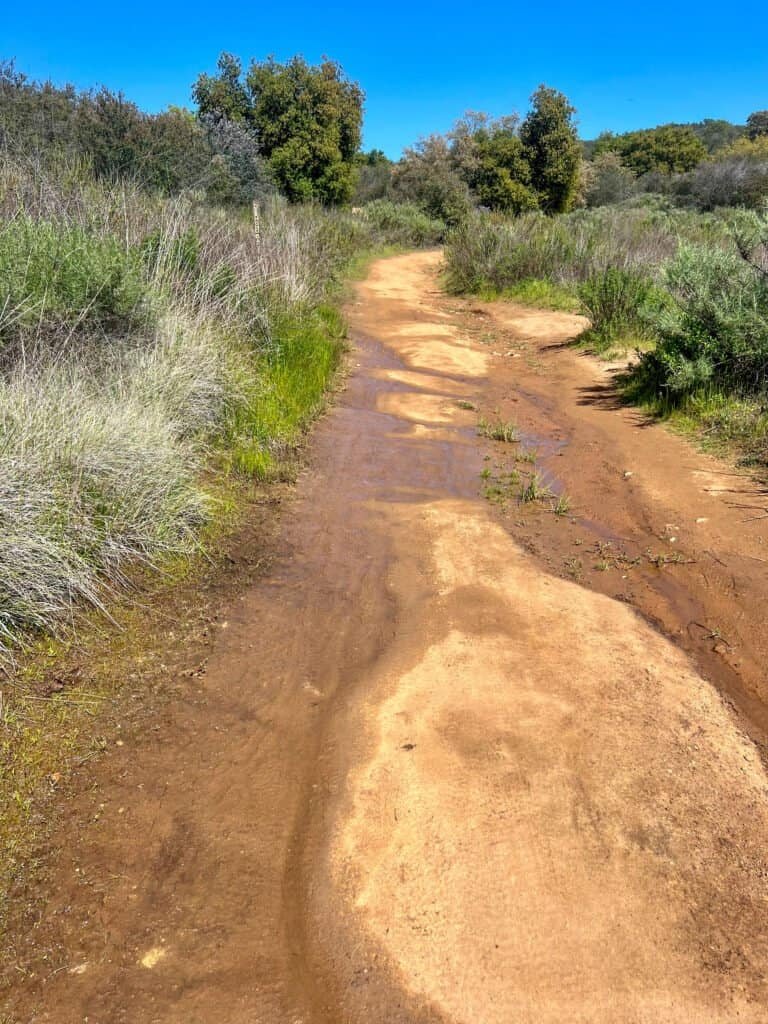 Damp dirt trail winding through chaparral vegetation at Daley Ranch after recent moisture, with green growth along the path.