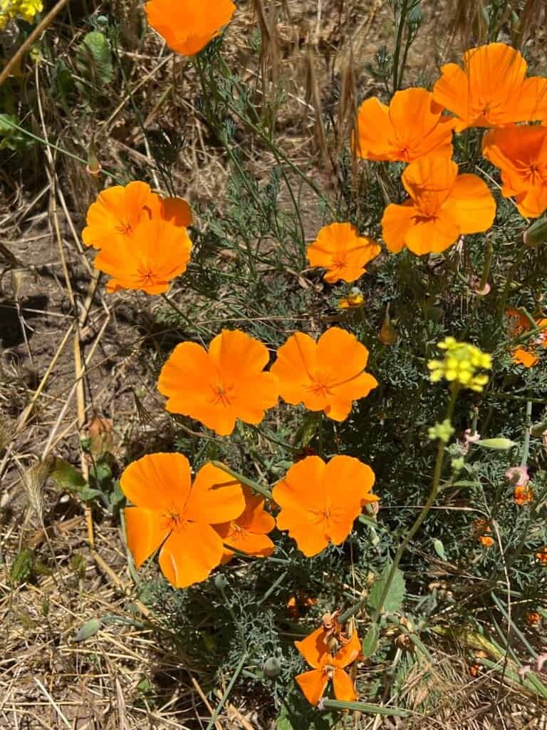 Bright orange California poppies blooming along the McGinty Mountain trail in spring.