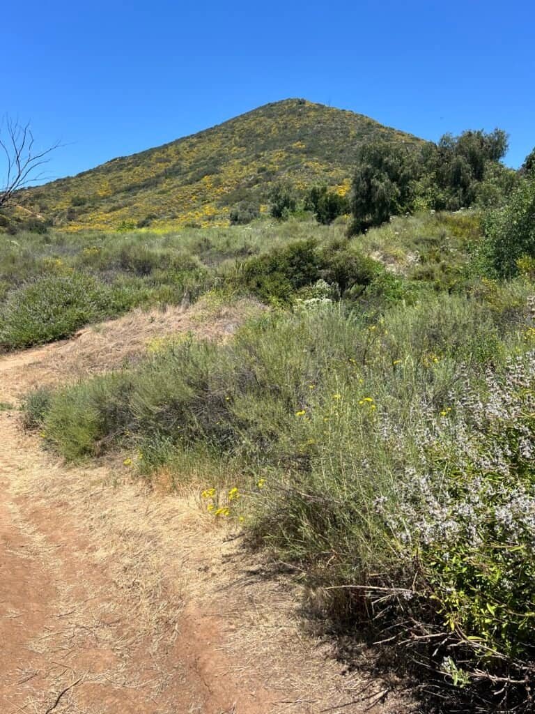 Dirt trail winding through green brush and spring wildflowers at the start of McGinty Mountain, with a rounded hill rising ahead.