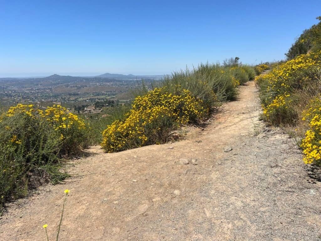 Looking back down the McGinty Mountain trail as it levels out, with yellow wildflowers lining the path and expansive views across eastern San Diego County.
