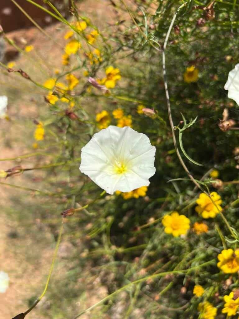 White field bindweed flower surrounded by yellow wildflowers along the McGinty Mountain trail.