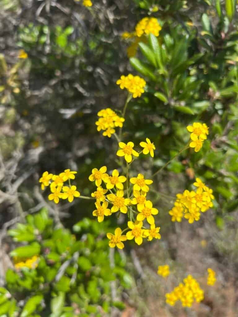Cluster of small yellow California goldfields flowers growing on a hillside at McGinty Mountain.