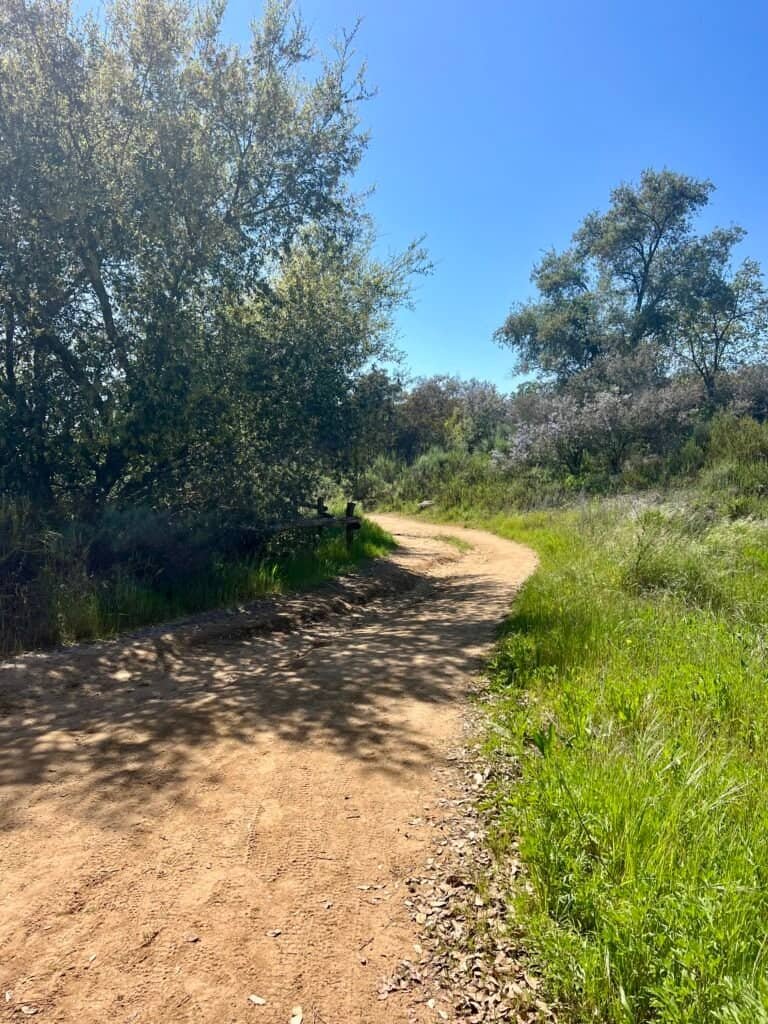 Dirt trail bordered by oak trees and green grass at Daley Ranch, where the author encountered a rattlesnake along the path.