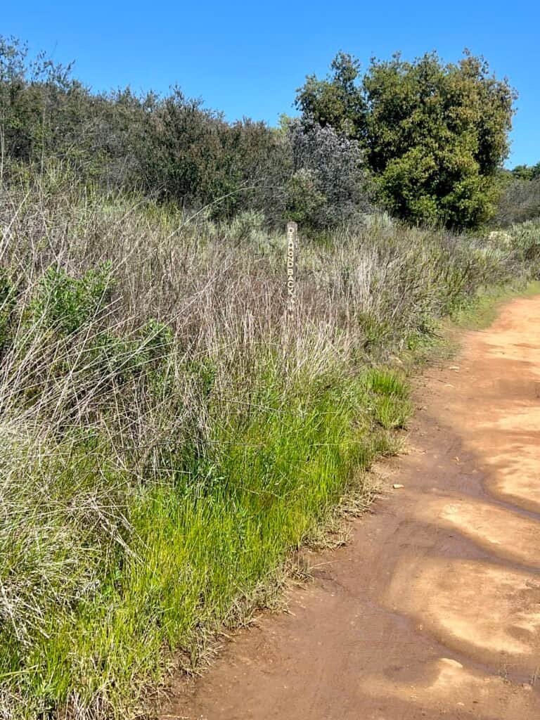 Narrow dirt trail at Daley Ranch where a rattlesnake encounter occurred, bordered by brush and low vegetation on a warm Southern California day.