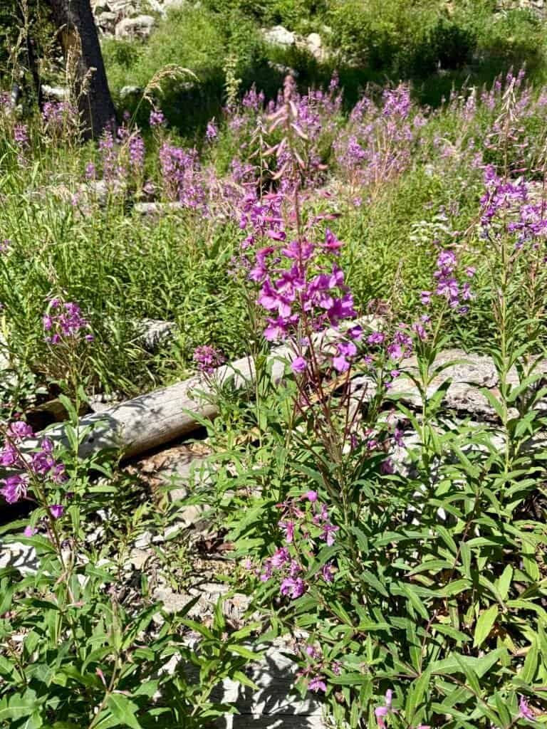 Purple wildflowers blooming along the Wheeler Peak Trail near a fallen log in the forest.
