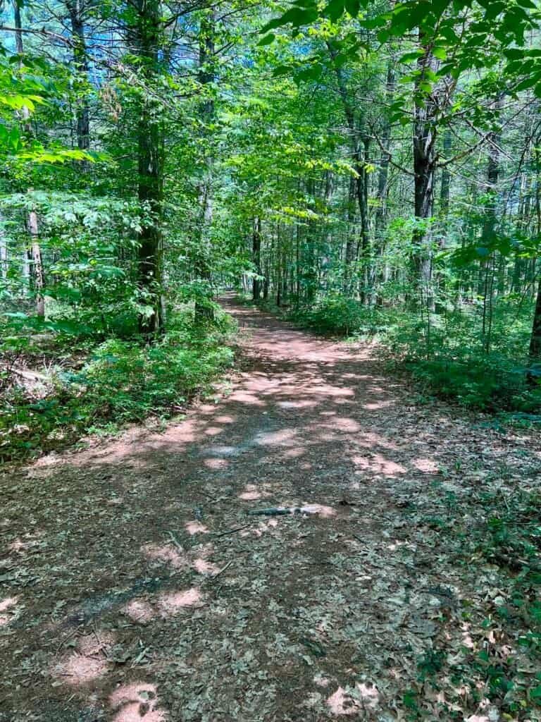 Shaded dirt trail leading through the forest at Jerimoth Hill in Rhode Island