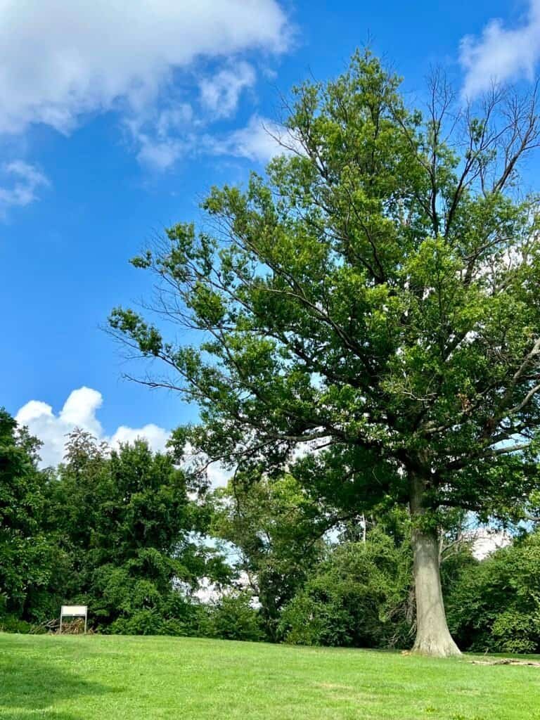 Grassy knoll marking Point Reno, the highest point in Washington, D.C.
