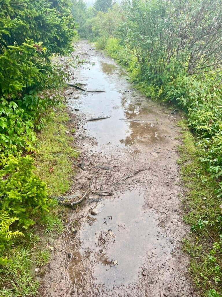 Muddy trail with standing water in Grayson Highlands State Park after rain