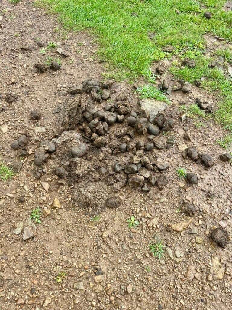 Pile of horse manure on trail in Grayson Highlands State Park