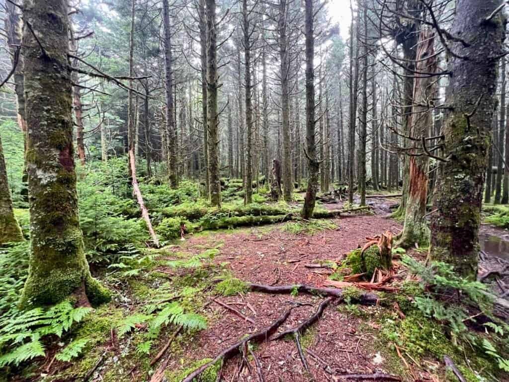 Quiet forest trail near Mount Rogers with mossy ground and tall evergreens