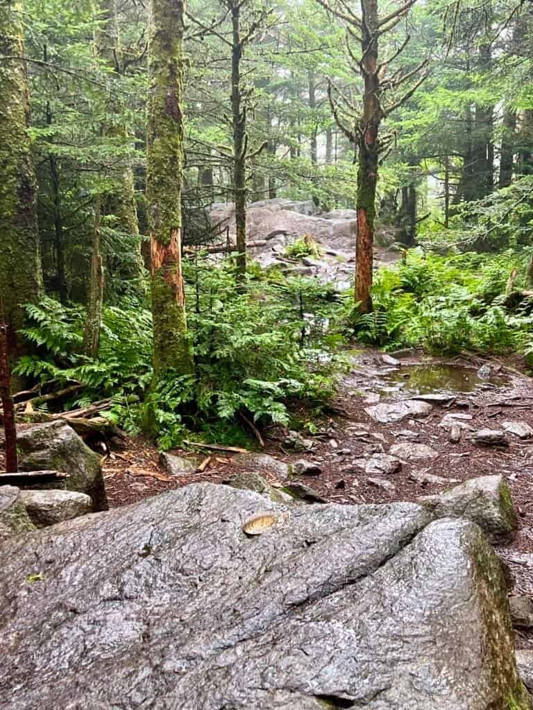 Rocky summit terrain near the top of Mount Rogers on a misty day
