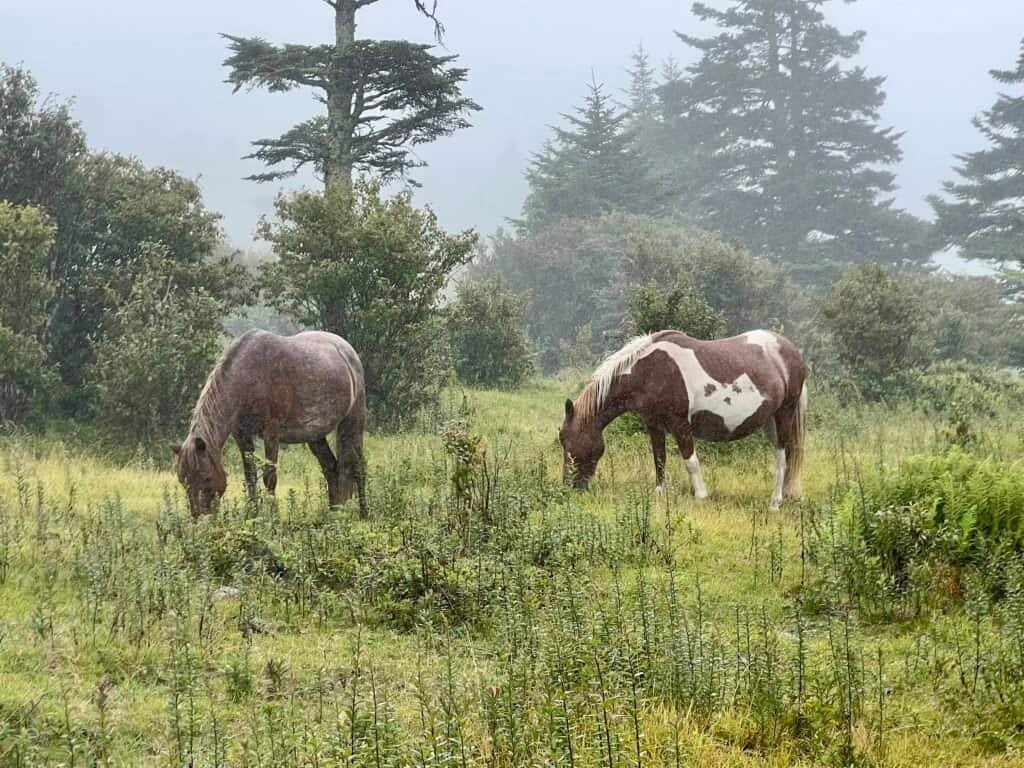 Two wild ponies grazing in a misty meadow at Grayson Highlands State Park