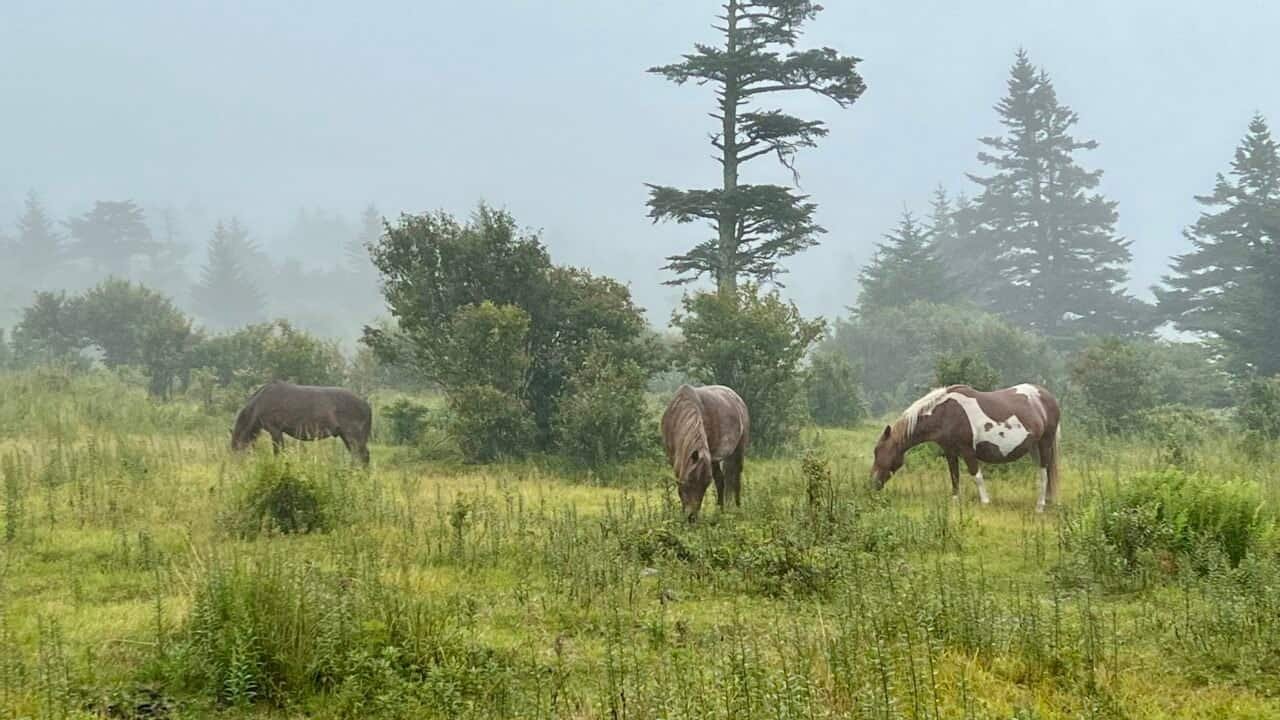 Wild ponies grazing in a misty meadow at Grayson Highlands State Park.