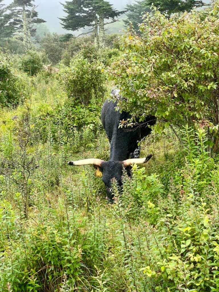A longhorn steer with wide horns emerging from dense bushes at Grayson Highlands