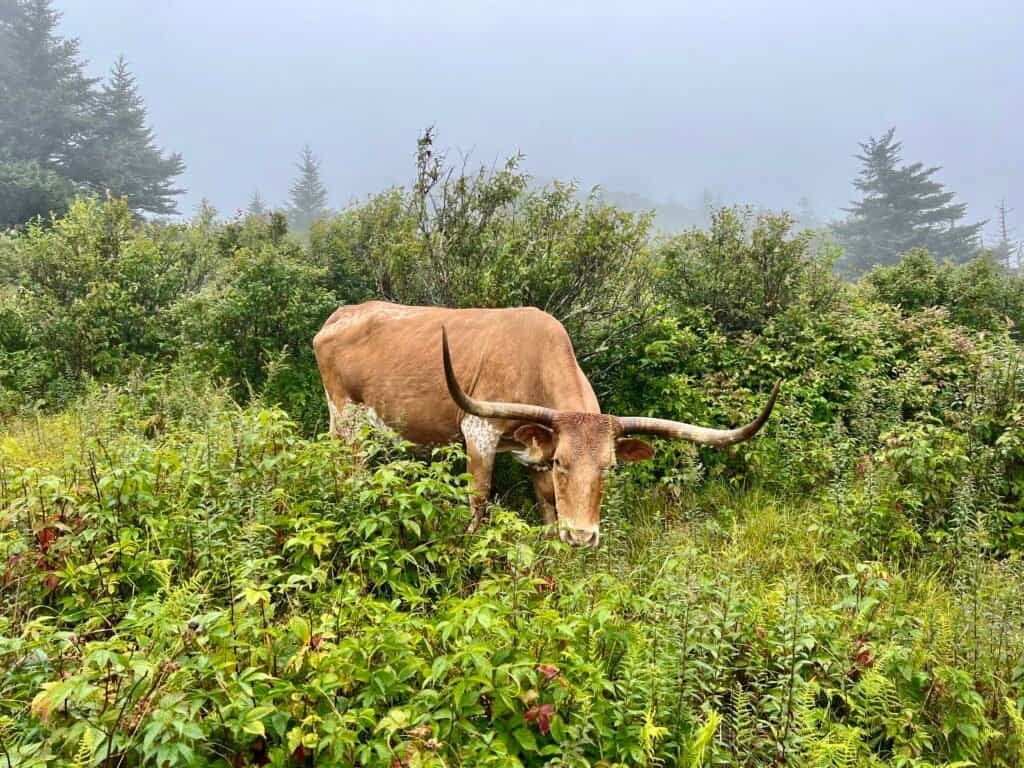 Tan longhorn steer grazing among tall grasses and shrubs in a misty high-elevation meadow