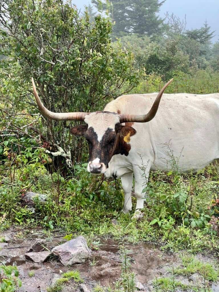 White longhorn steer with wide horns standing in dense brush on a foggy mountain meadow.