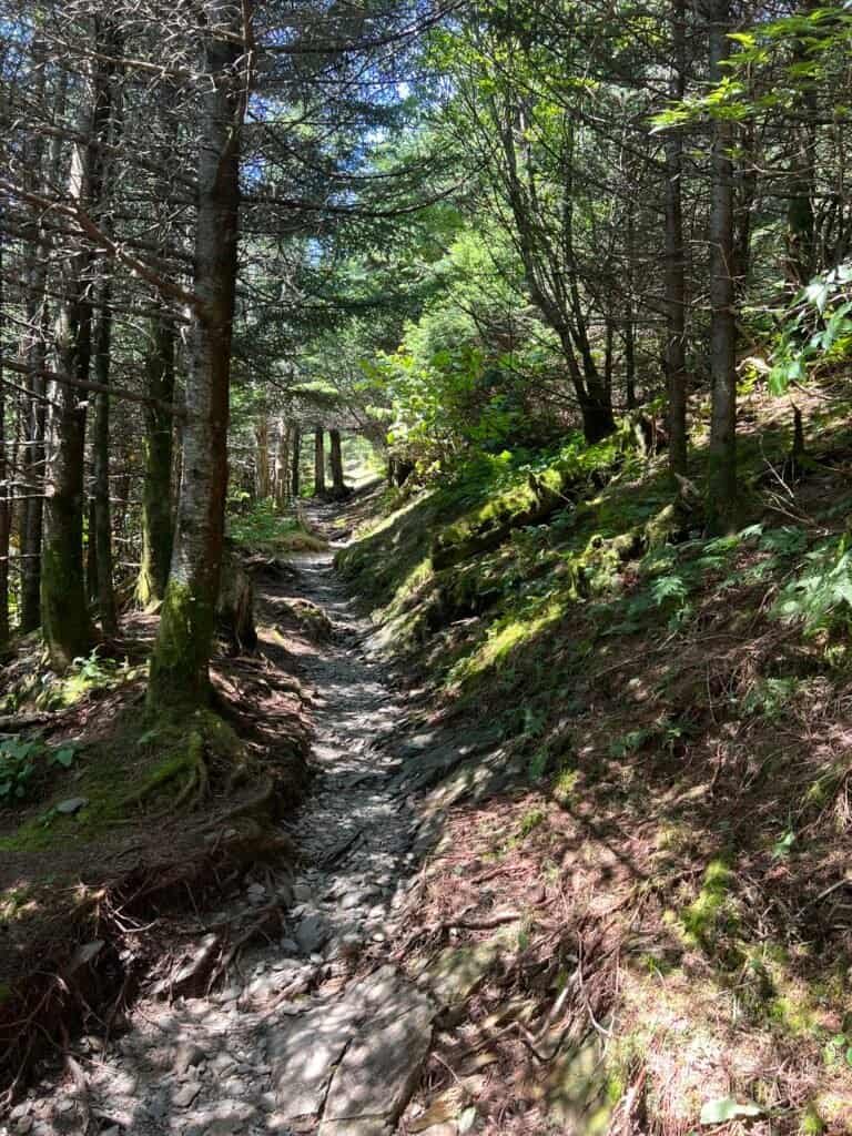 Rocky forest trail along the Clingmans Dome Bypass Trail in Great Smoky Mountains National Park
