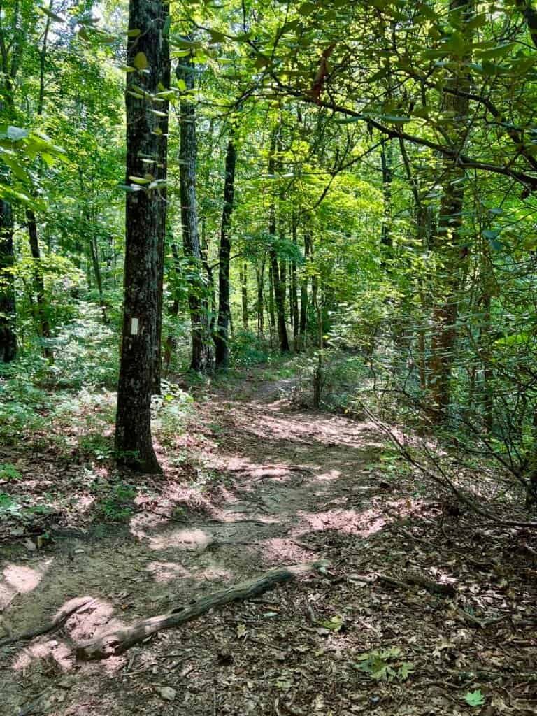Foothills Trail corridor through forest before reaching the second parking lot on the hike to Sassafras Mountain