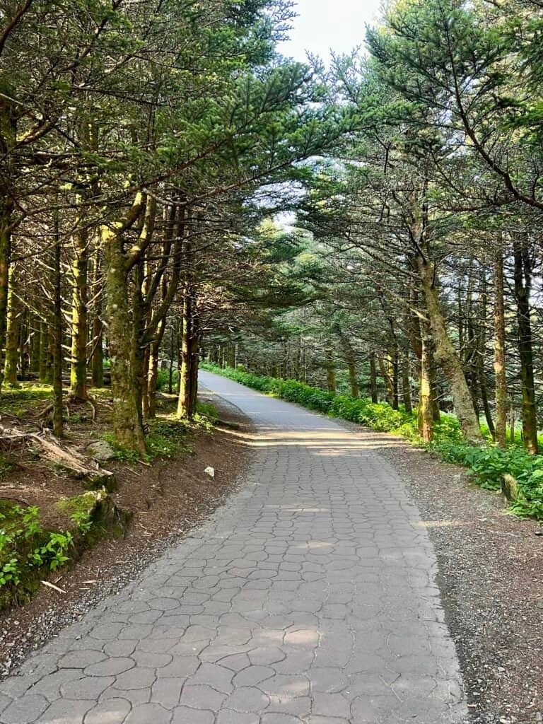 Paved walkway through alpine forest on the approach to Mount Mitchell summit