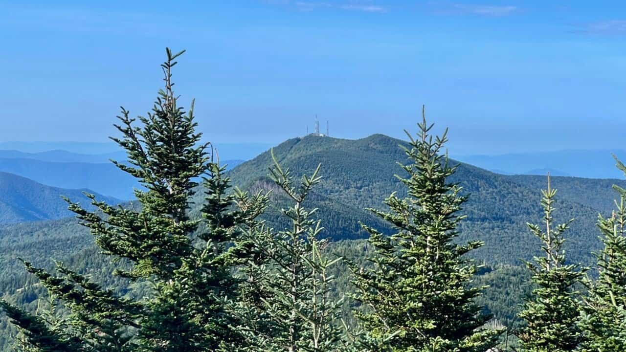 View from Mount Mitchell overlooking layered Blue Ridge Mountains and fir forest