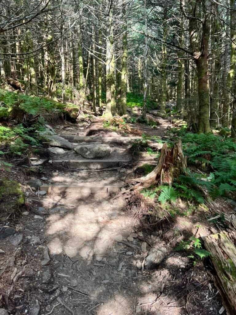 Forest path along the Balsam Nature Trail near Mount Mitchell