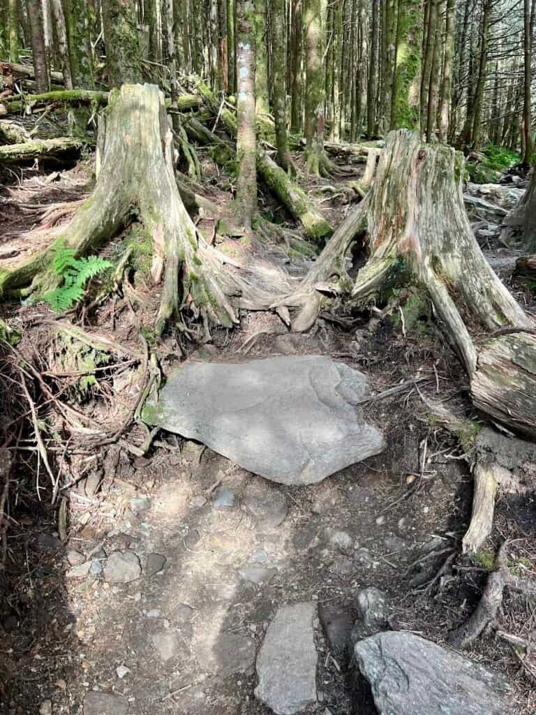 Rocky step and exposed tree roots along the Balsam Nature Trail on Mount Mitchell