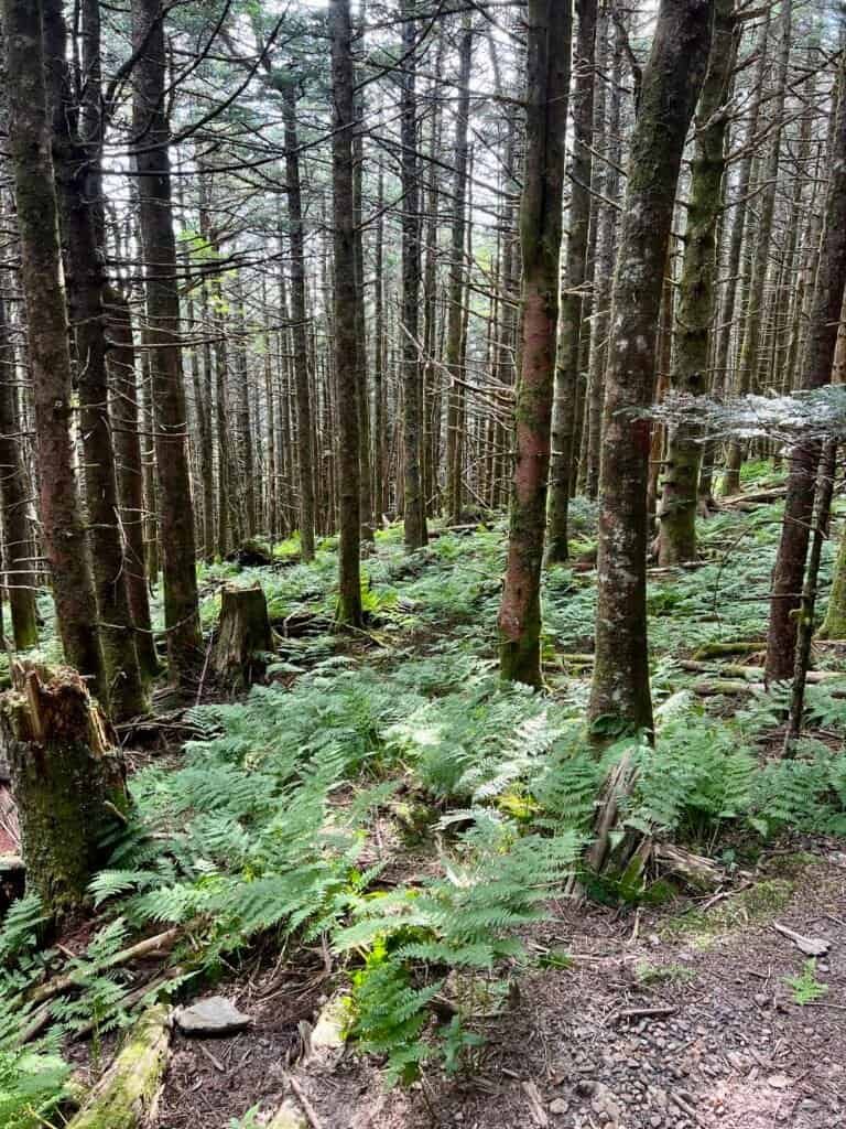 Dense spruce–fir forest along the Balsam Nature Trail on Mount Mitchell