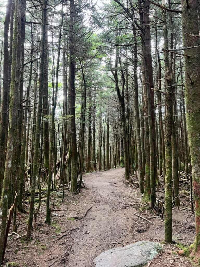 Mount Mitchell Trail passing through dense evergreen forest