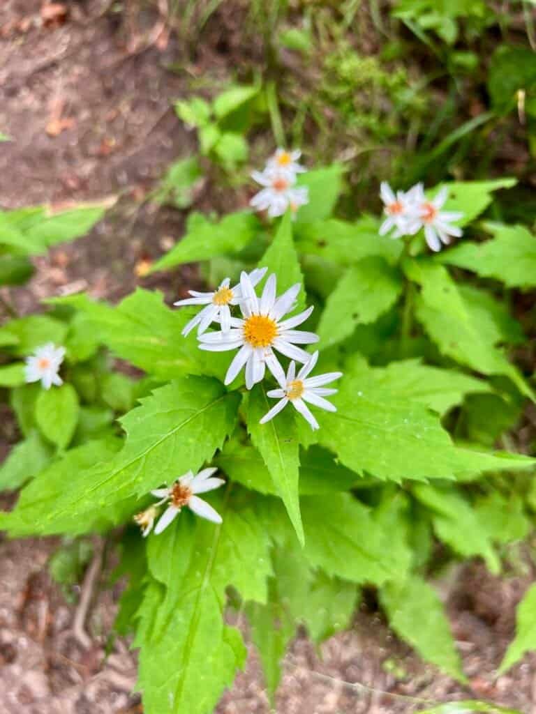 Alt Text: White wildflowers blooming along the Mount Mitchell Trail