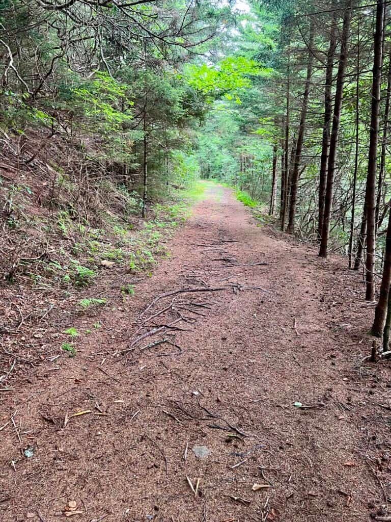 Wide, gently sloping Buncombe Horse Trail through dense evergreen forest in the Mount Mitchell area