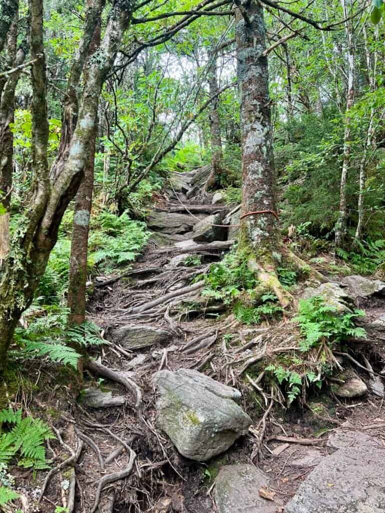 Steep, root-filled climb with fixed rope on the Mount Mitchell Trail