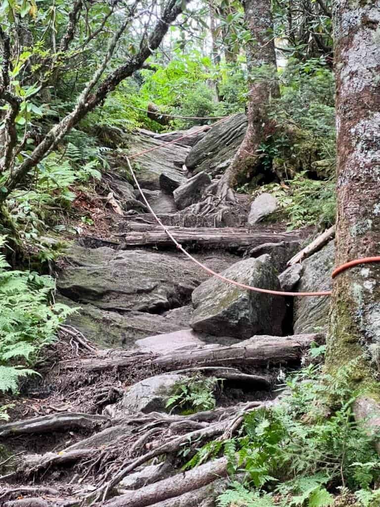 Rope-assisted rock scramble on the Mount Mitchell Trail through dense forest