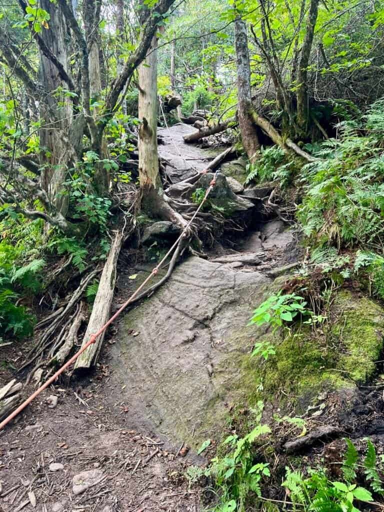 Steep rock slab on the Mount Mitchell Trail with fixed rope and exposed roots