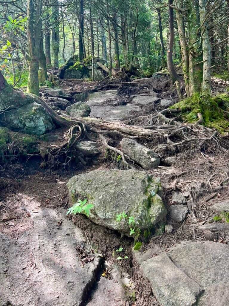 Rocky, root-covered trail climbing steeply through dense forest on the final ascent to Big Tom