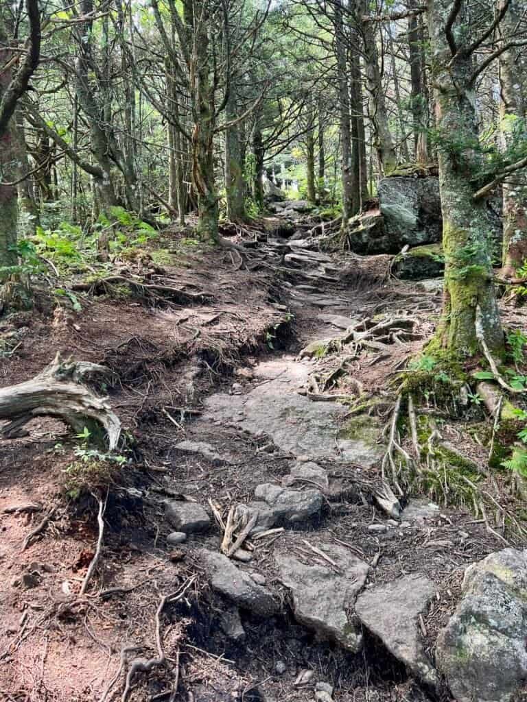 Steep, uneven trail with exposed rocks and tree roots during the final climb to Big Tom in Mount Mitchell State Park