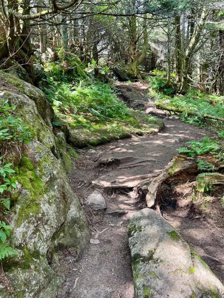 Forest trail connecting Big Tom and Mount Craig in the Black Mountains