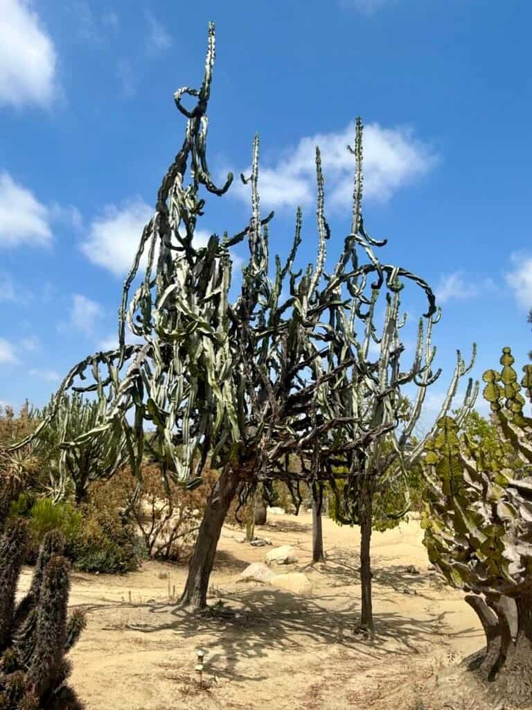 Tall, tree-like cactus growing in the Cactus Garden at Balboa Park under a bright blue sky