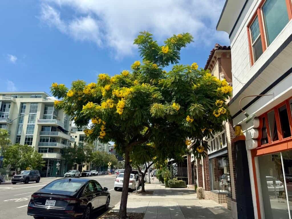 Hillcrest street lined with shops, apartments, and a yellow-flowering tree under a bright San Diego sky