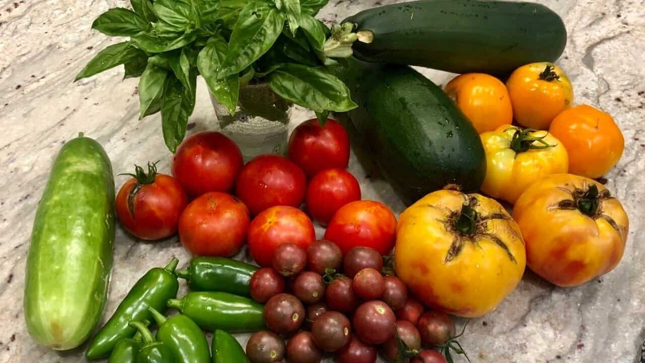 Vibrant tomatoes, zucchini, cucumbers, and basil, showcasing love for fresh ingredients and culinary adventure.