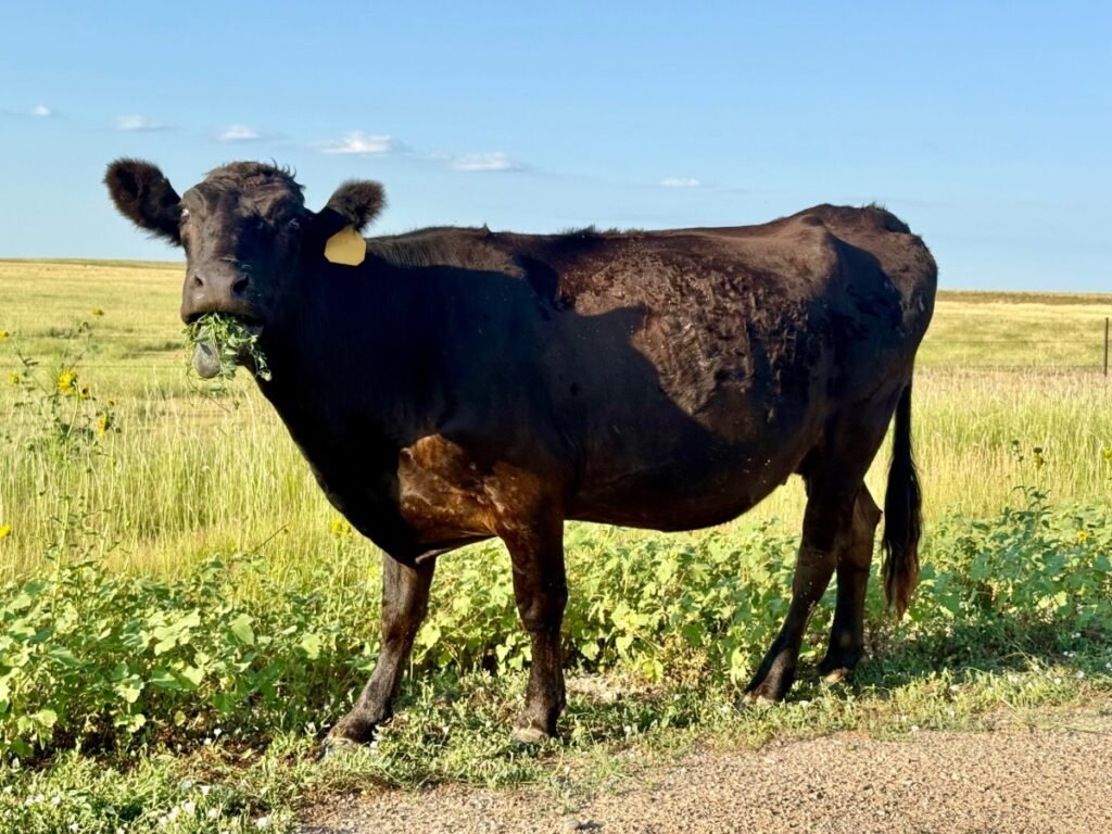 A black cow stands at the edge of a dirt road, chewing on green vegetation, with open prairie fields and blue sky behind it.