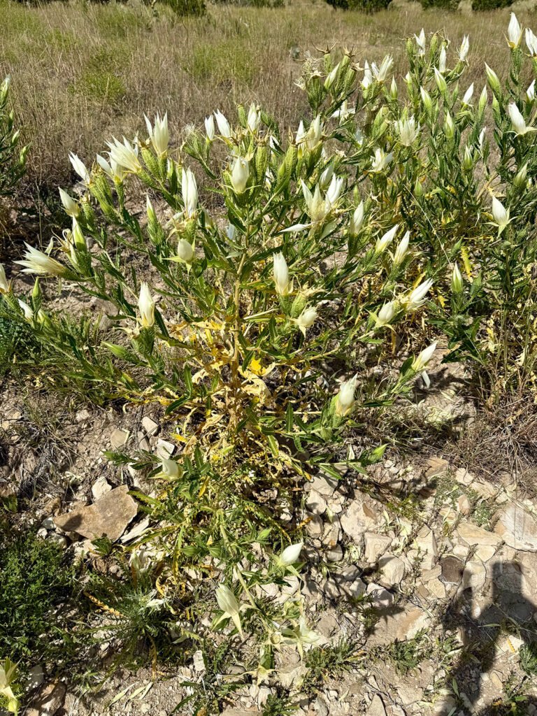 A close-up of a Ten-petal Mentzelia plant with pale yellow, unopened flowers growing among rocks and dry grass along the Black Mesa trail.