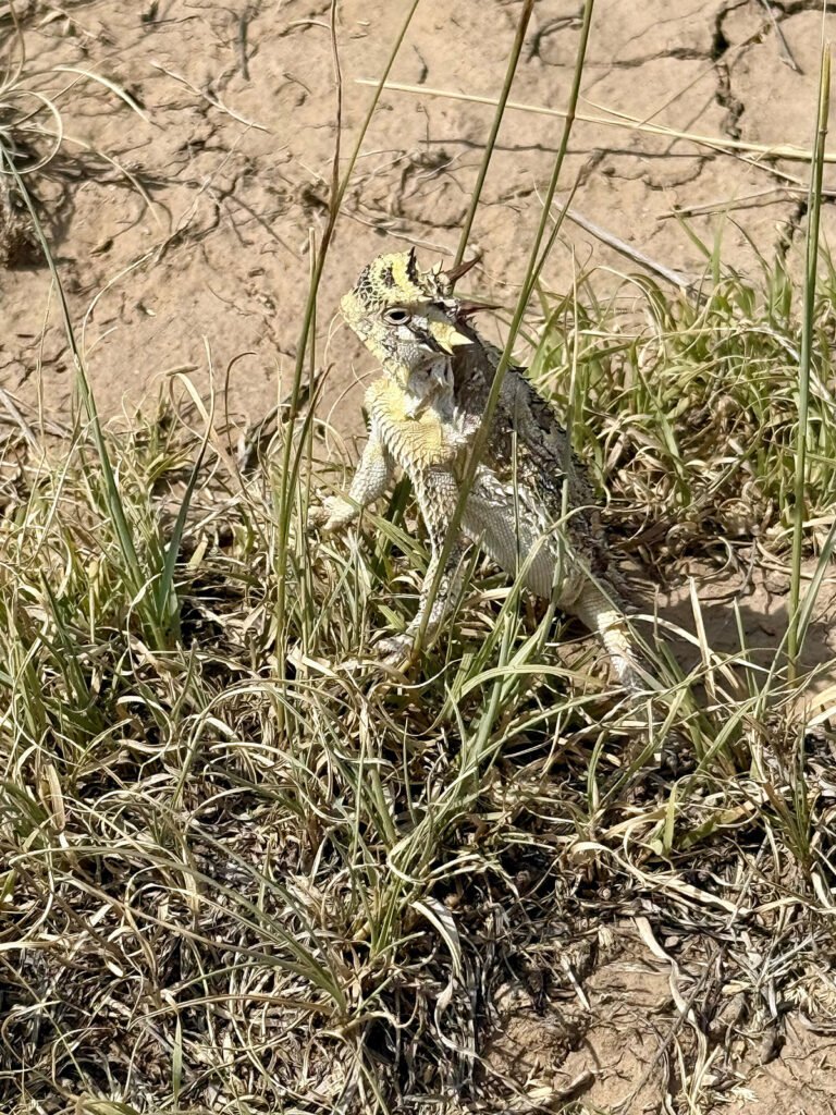 A close-up of a Texas horned lizard standing among dry grass and dirt, its spiky head and patterned body clearly visible as it looks toward the camera.