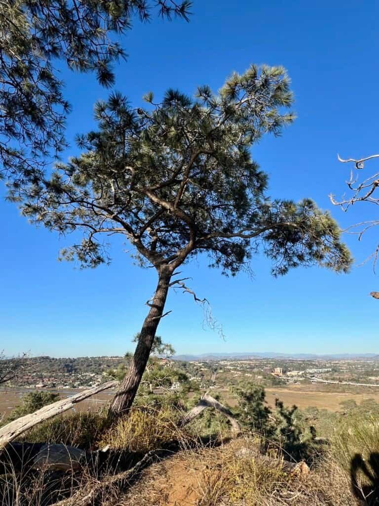 Torrey pine tree overlooking the coastal wetlands from High Point Overlook at Torrey Pines State Natural Reserve