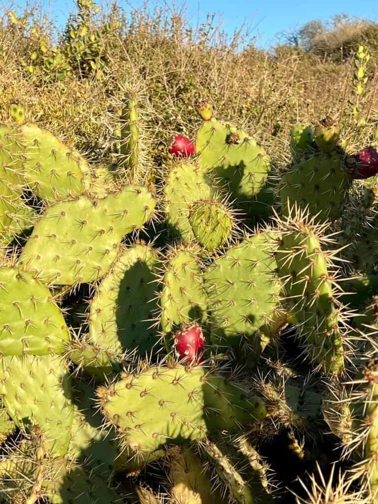 Prickly pear cactus growing along the coastal trail at Torrey Pines State Natural Reserve