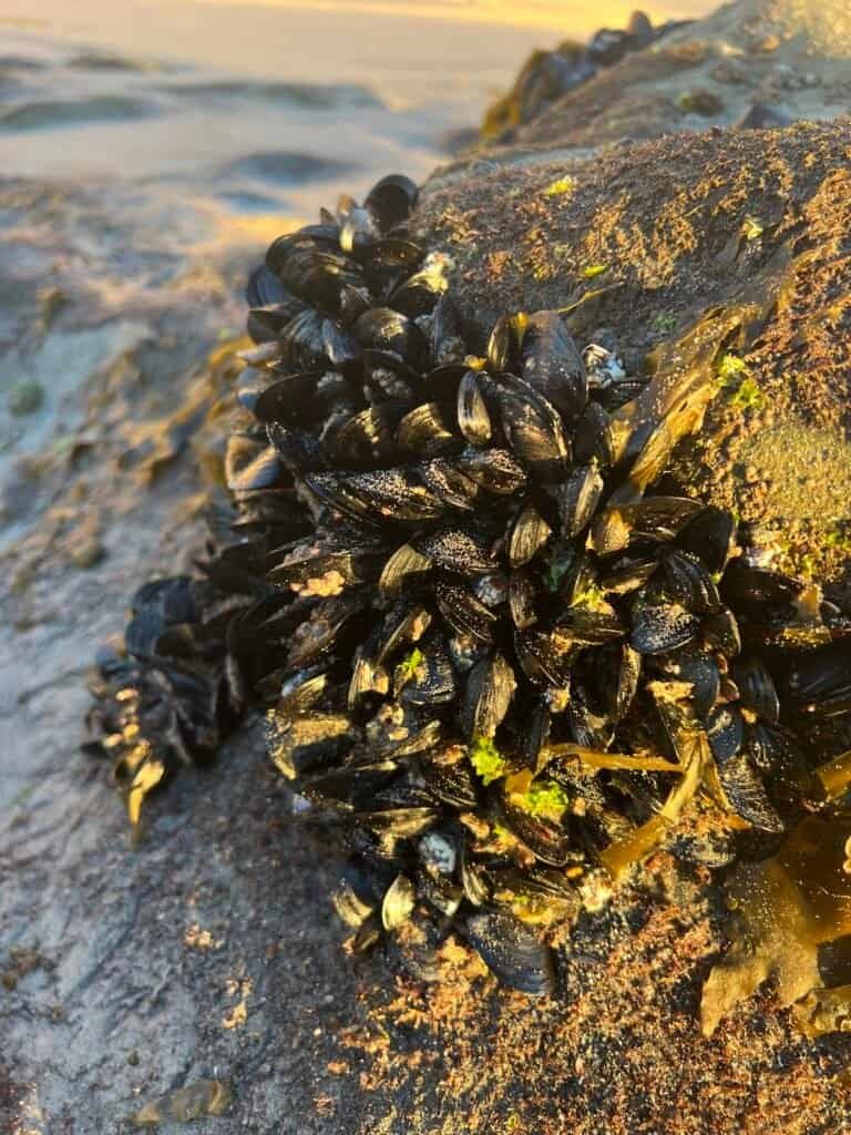 Intertidal mussels clinging to a rocky outcrop at Torrey Pines during low tide