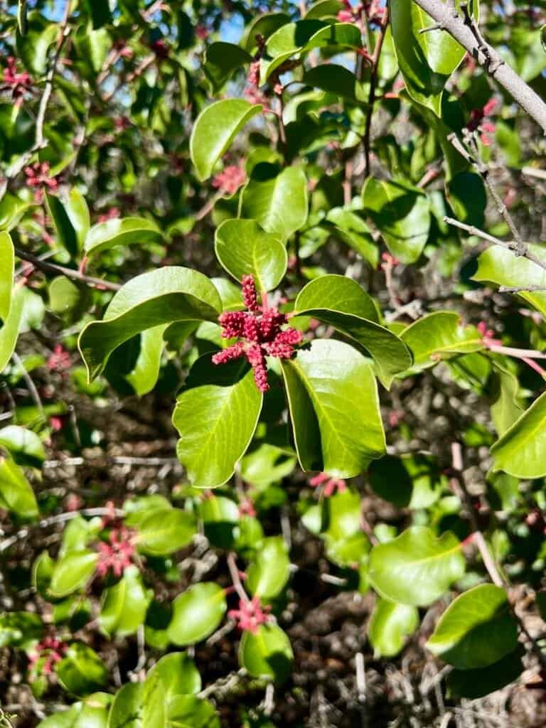 Close-up of green leaves with red berries along the Mount Woodson trail