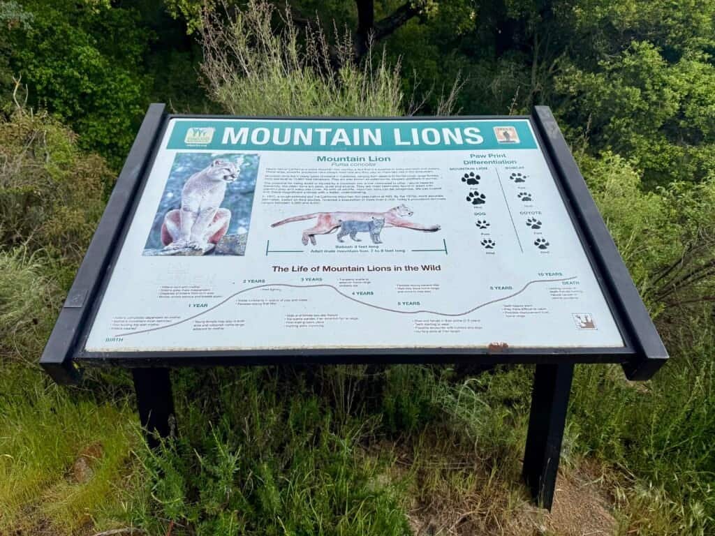 Informational sign about mountain lions along the El Cajon Mountain trail in San Diego County.