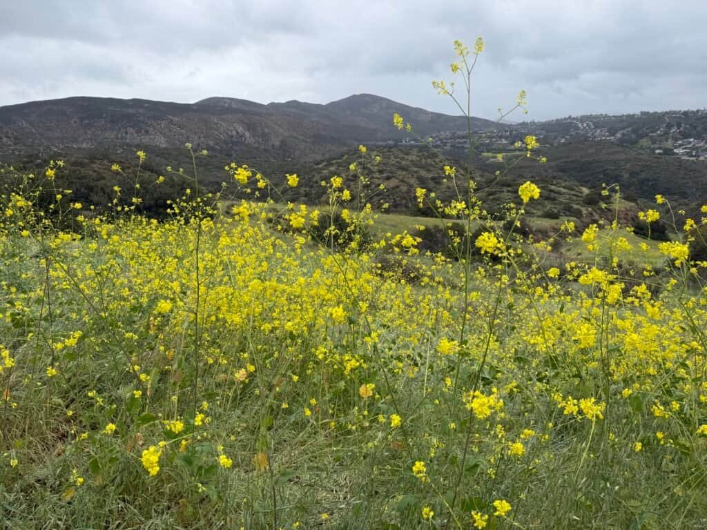 Yellow wildflowers framing Mission Trails hills under overcast skies
